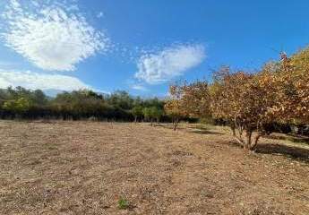 MIT VIDEO: Kreta, Armeni bei Chania: Erstklassiges Baugrundstück mit Bergblick, Obstgarten und Strandnähe