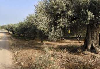 Kreta Timbaki außergewöhnliches Baugrundstück Meer- und Bergblick