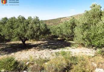 Kreta Sita Wunderschöner Olivenhain in Maronia Sitia zu verkaufen.