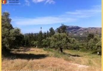 Kreta, Doulina-Kalyves einzigartiges Baugrundstück mit Wald