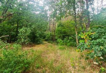 Idyllisches Waldrefugium in der Schorfheide – Naturparadies für Jäger, Erholungssuchende und Naturliebhaber