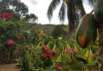 DomRep Organic-Fruit-Farm